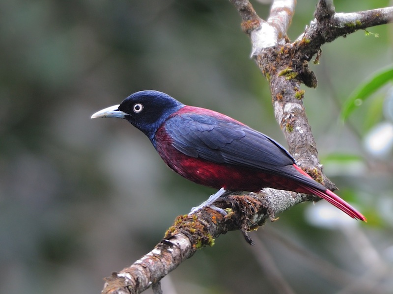 Birds of Vietnam