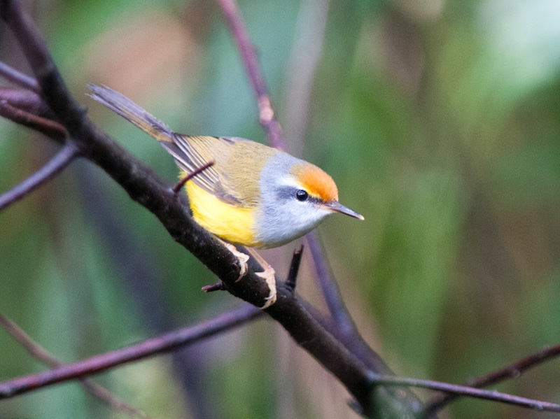Birds of Vietnam