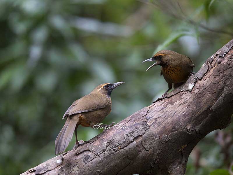 Birds of Vietnam