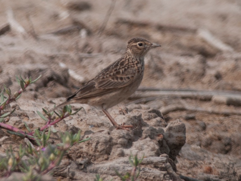 Birds of Vietnam