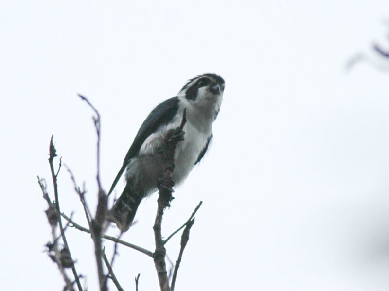Birds of Vietnam