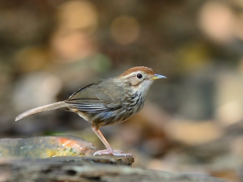 Birds of Vietnam