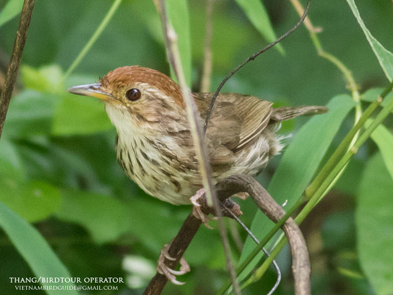 Birds of Vietnam