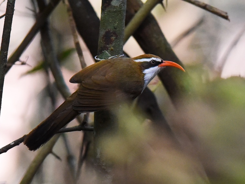 Birds of Vietnam