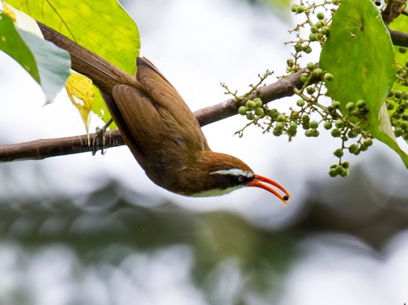 Birds of Vietnam