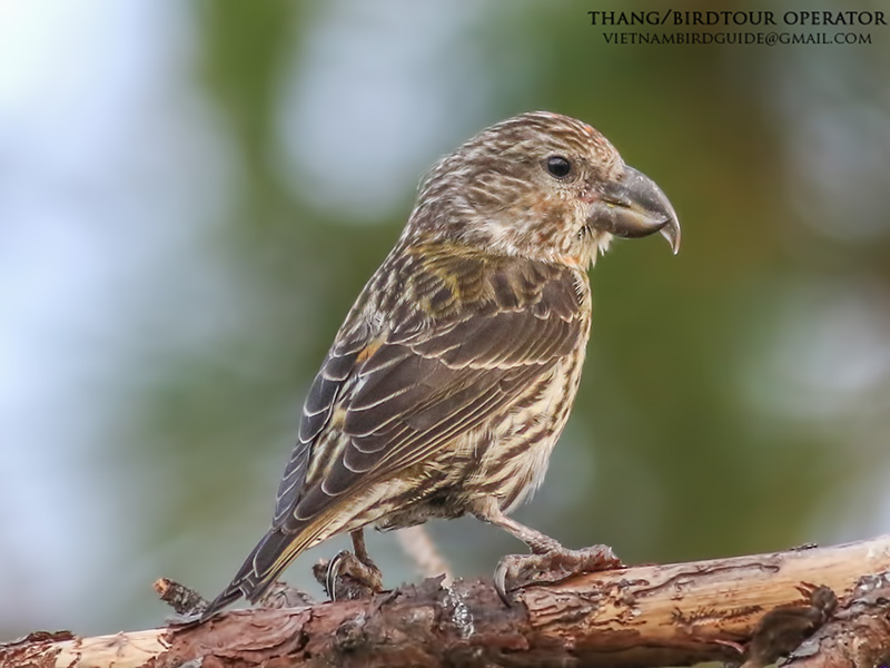 Birds of Vietnam