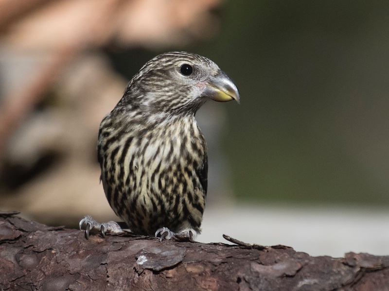 Birds of Vietnam