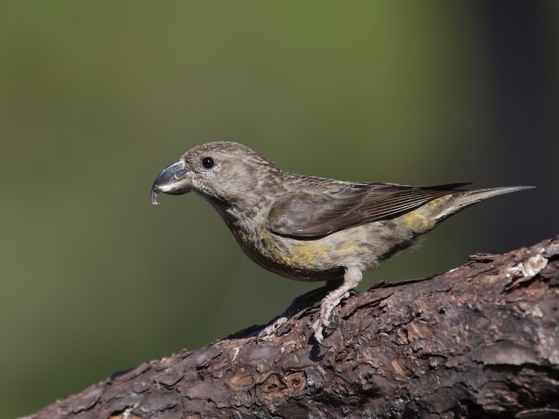 Birds of Vietnam