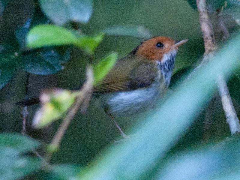 Birds of Vietnam