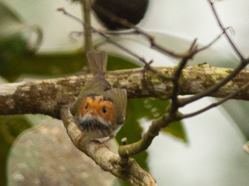 Birds of Vietnam