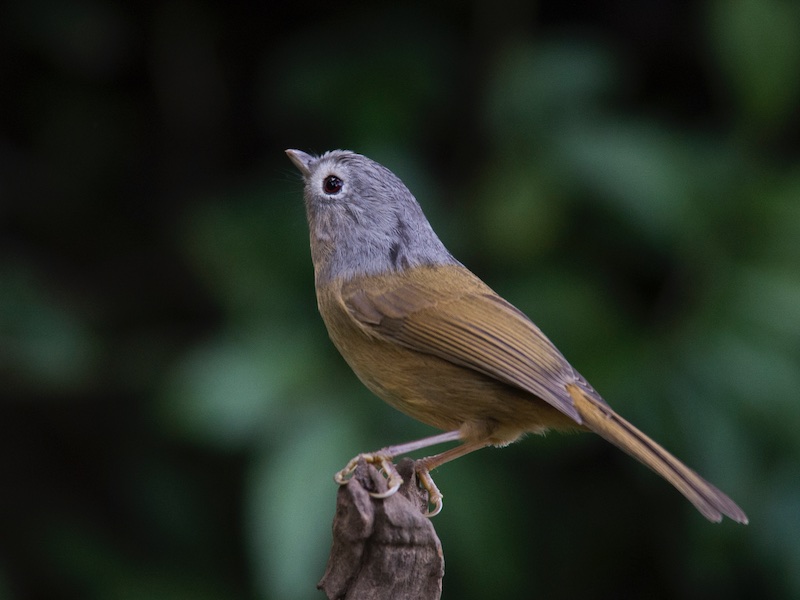Birds of Vietnam