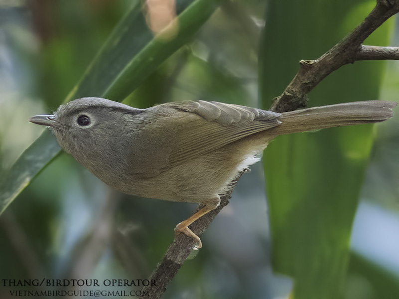 Birds of Vietnam