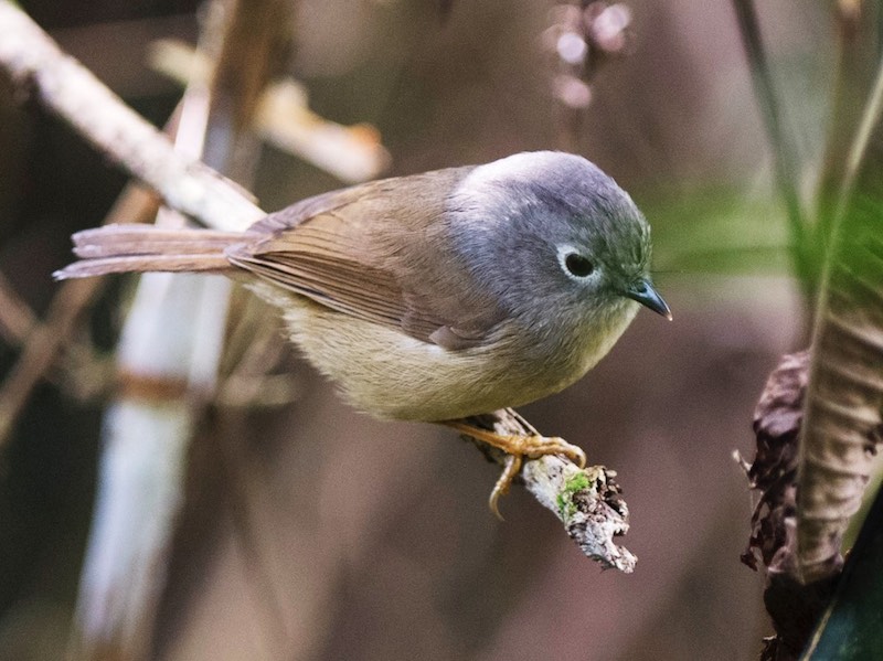Birds of Vietnam