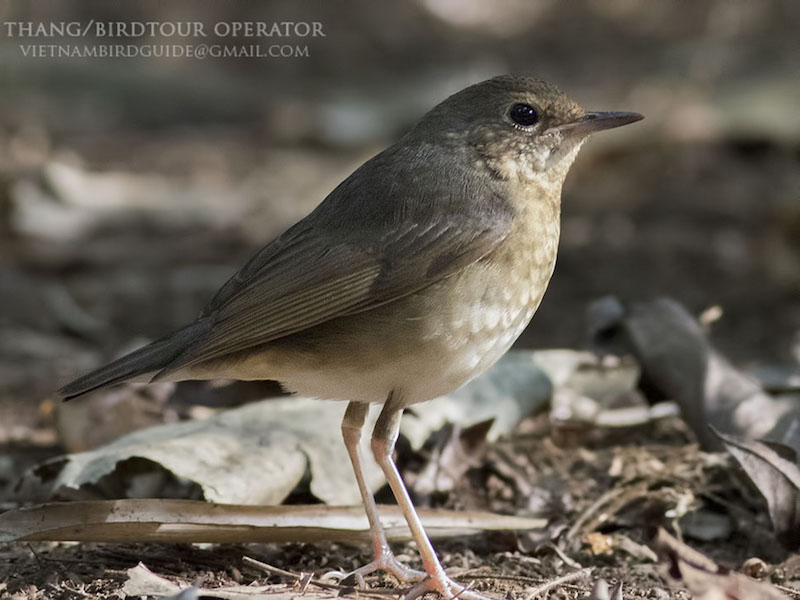 Birds of Vietnam