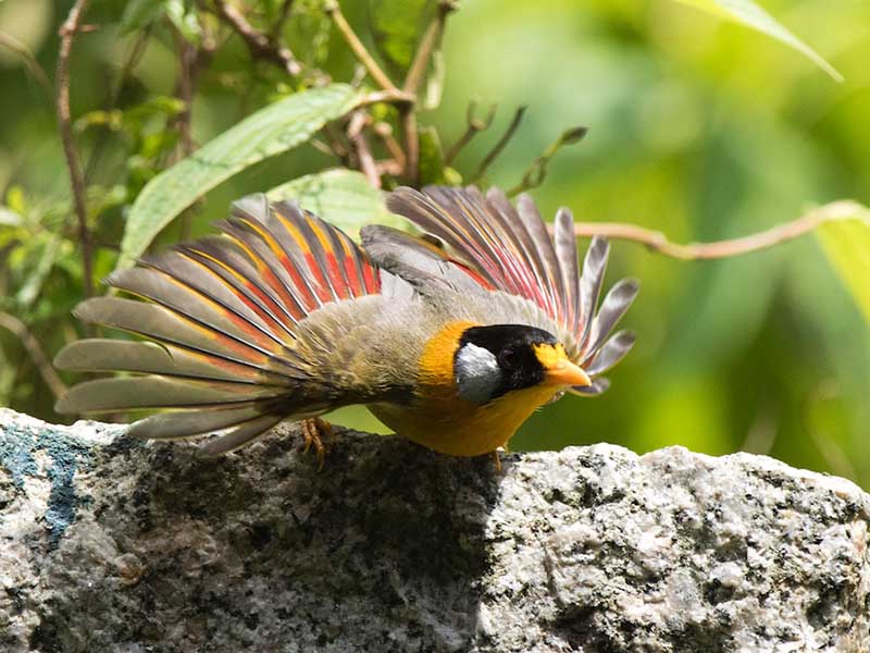 Birds of Vietnam