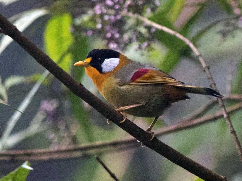 Birds of Vietnam