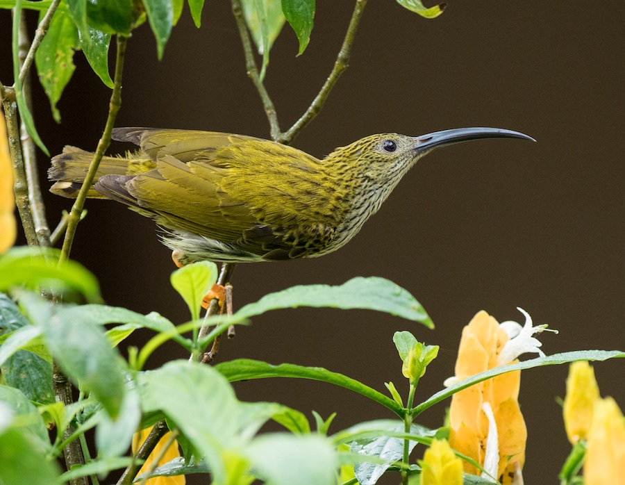 Birds of Vietnam