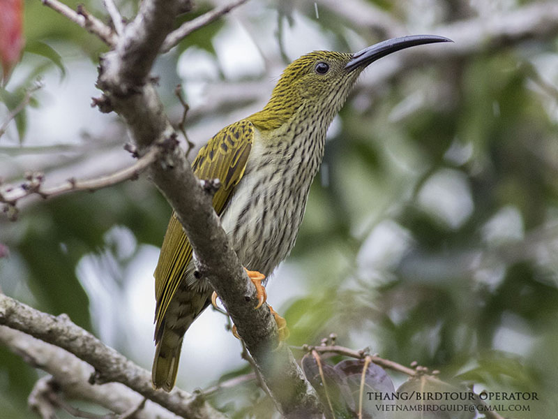 Birds of Vietnam