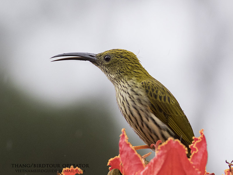 Birds of Vietnam