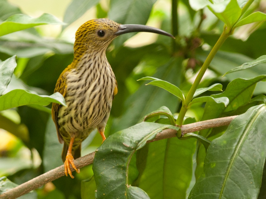 Birds of Vietnam