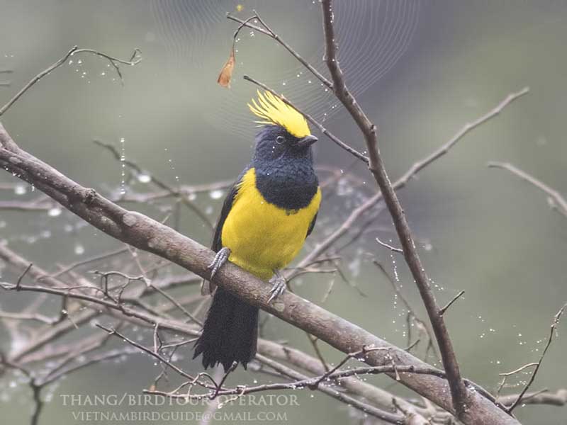 Birds of Vietnam