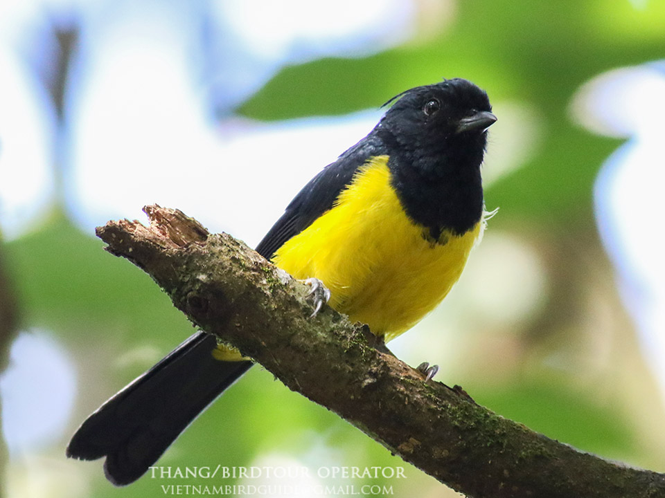 Birds of Vietnam