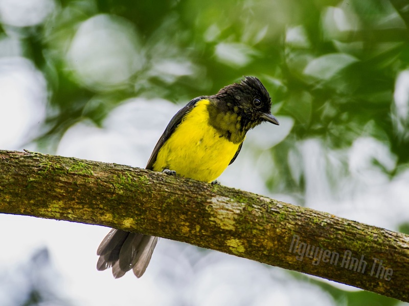 Birds of Vietnam