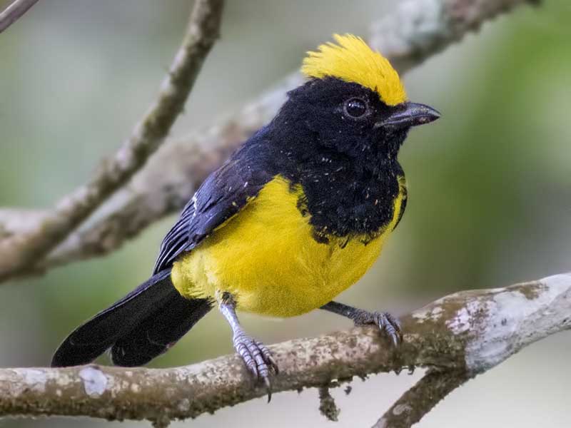 Birds of Vietnam