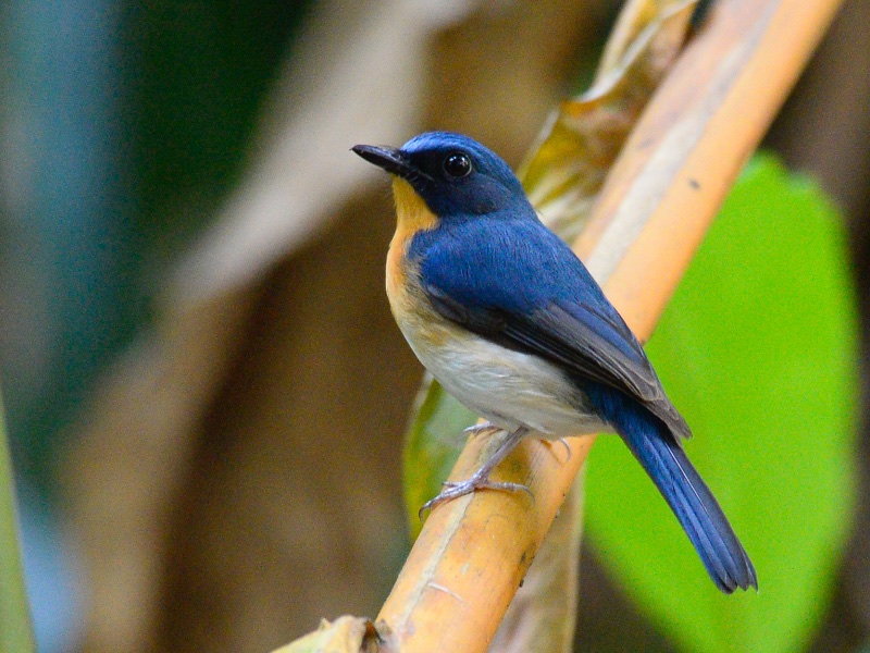 Birds of Vietnam