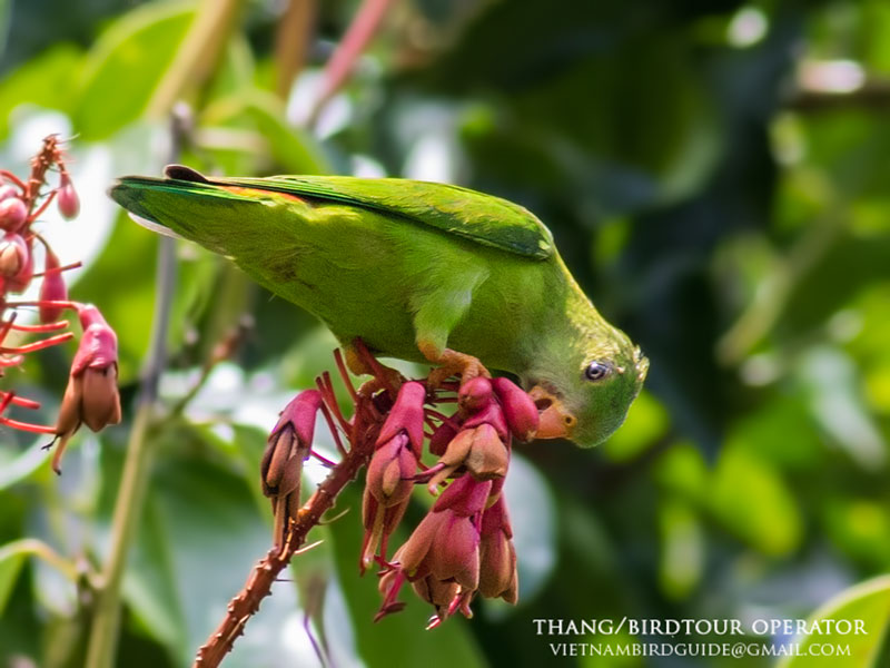 Birds of Vietnam