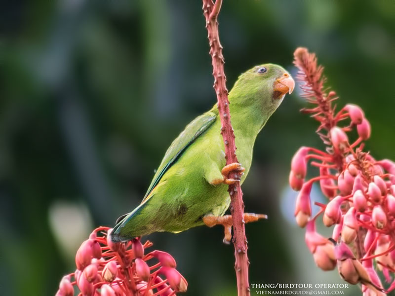 Birds of Vietnam