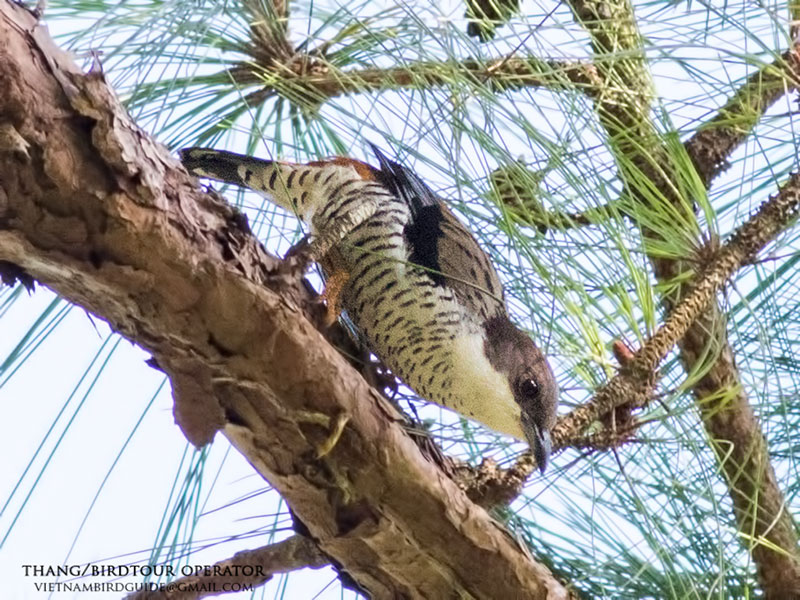 Birds of Vietnam