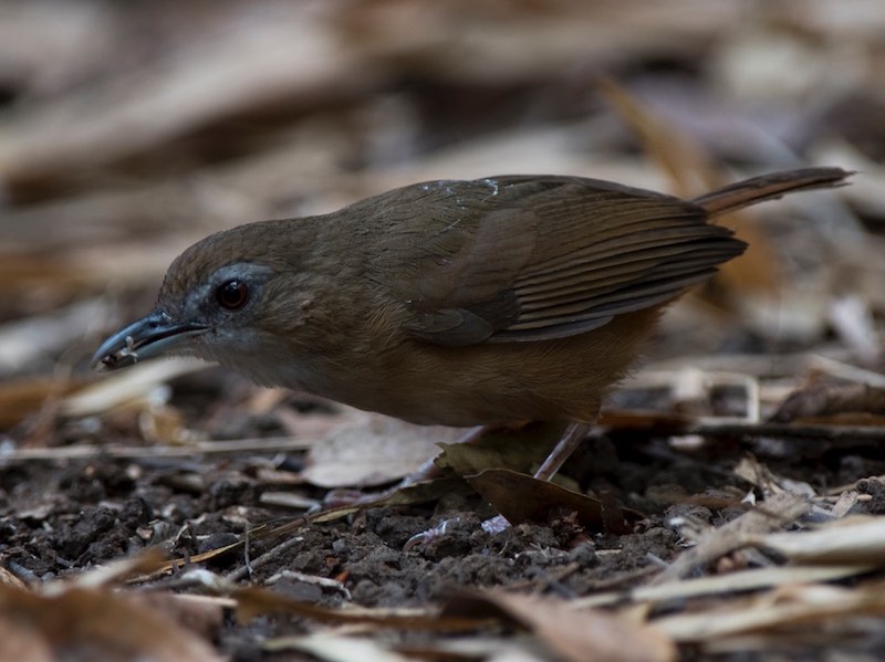 Birds of Vietnam