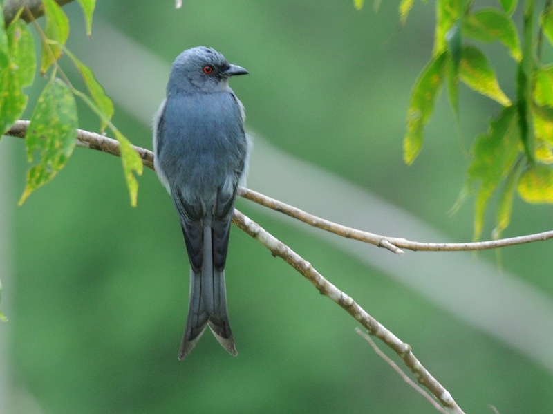 Birds of Vietnam