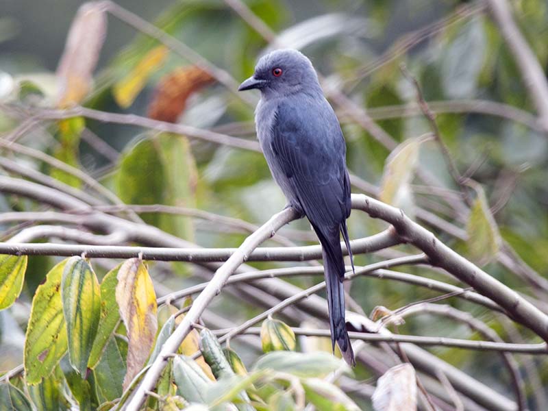 Birds of Vietnam