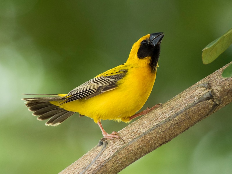 Birds of Vietnam