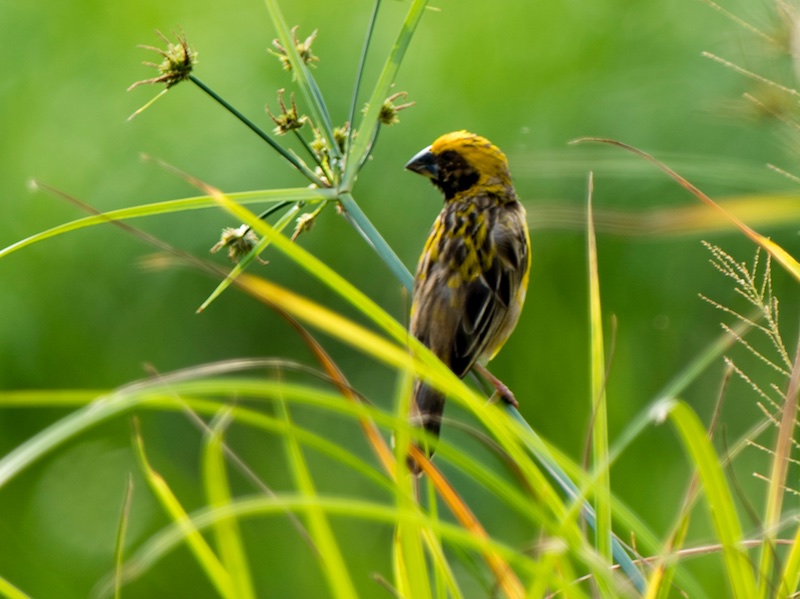 Birds of Vietnam