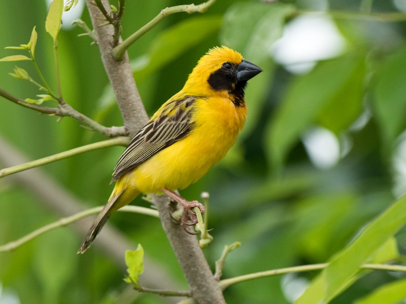 Birds of Vietnam