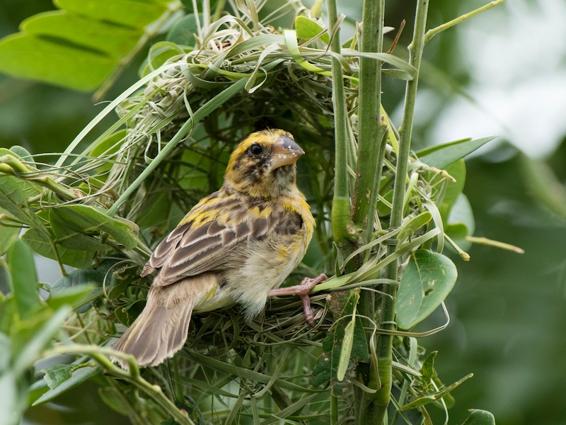 Birds of Vietnam