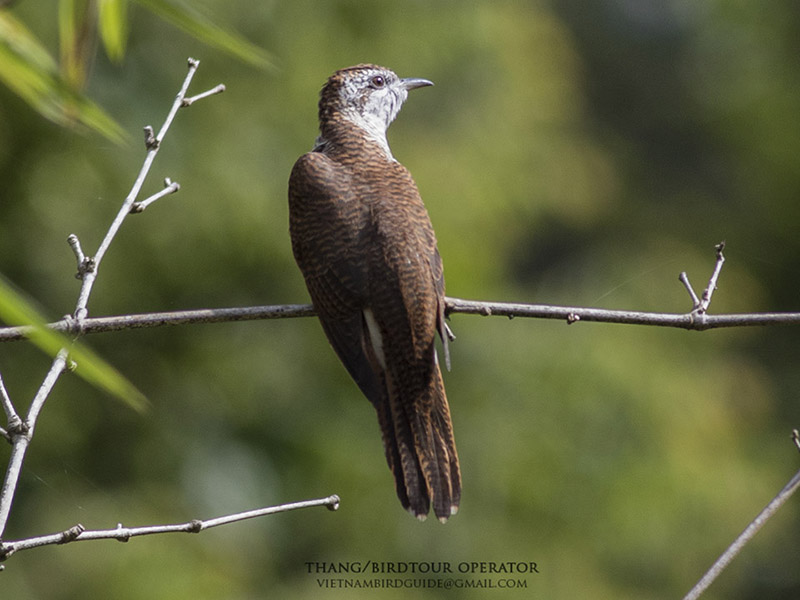 Birds of Vietnam