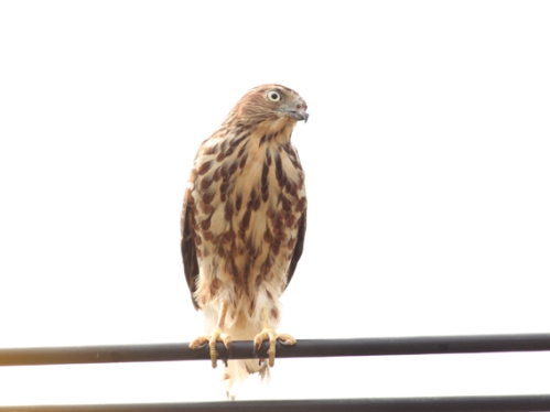 Birds of Vietnam