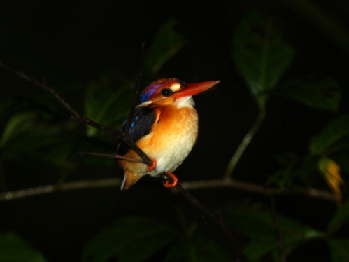 Birds of Vietnam