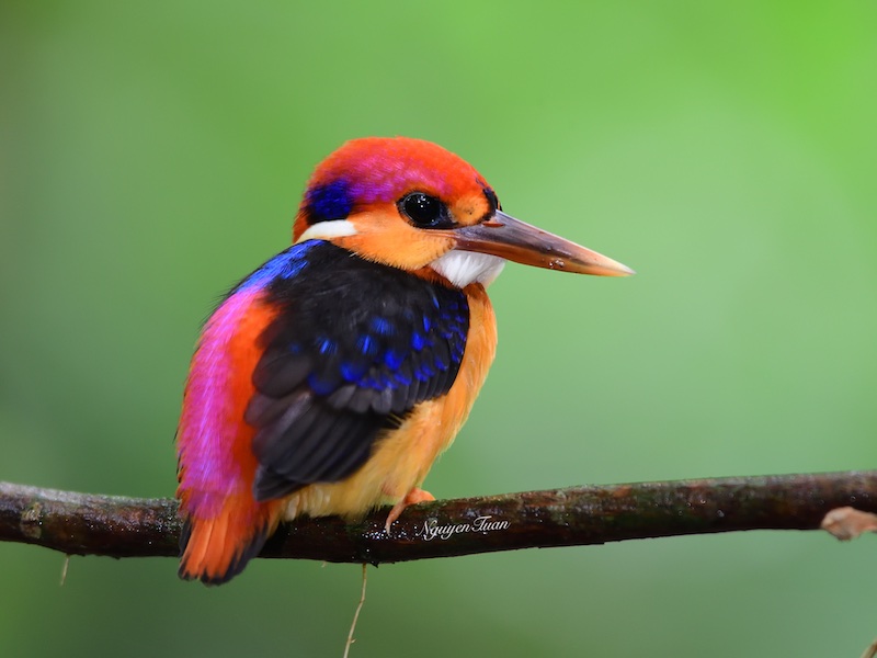 Birds of Vietnam