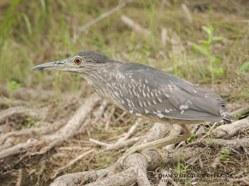 Birds of Vietnam