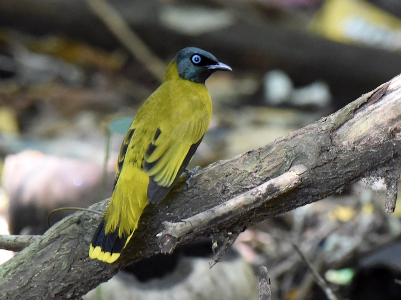 Birds of Vietnam