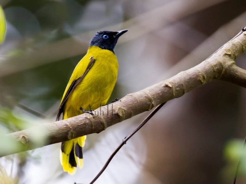 Birds of Vietnam