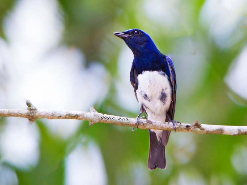 Birds of Vietnam