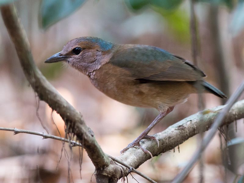 Birds of Vietnam