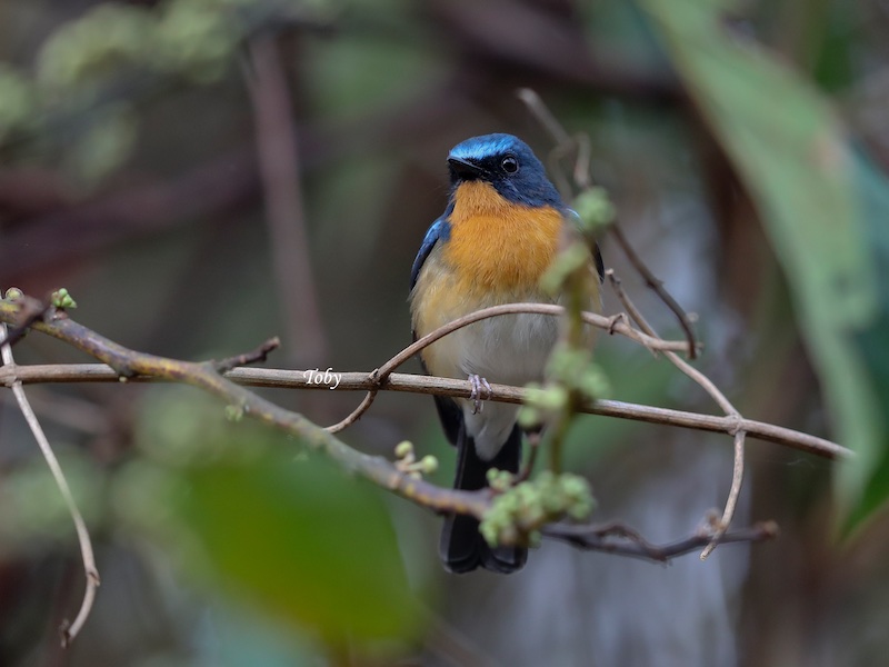 Birds of Vietnam
