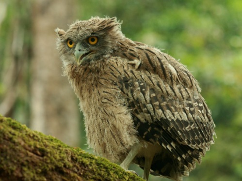Birds of Vietnam